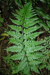 Asplenium gracillimum. Mature frond with broad ultimate lamina segments. 
 Image: L.R. Perrie © Leon Perrie CC BY-NC 3.0 NZ